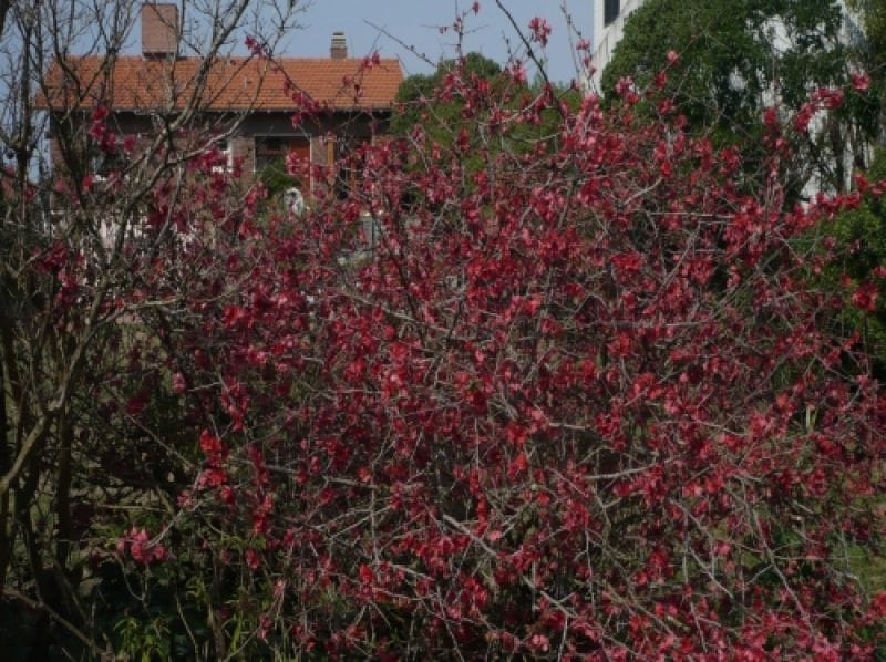 vista del  jardin